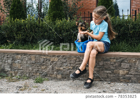 Outdoor portrait of cute Yorkshire terrier puppy in basket and preteen girl. Liitle girl holding dog breed Yorkshire Terrier. Young girl play with Yorkshire terrier puppy outdoor Outdoor portrait of cute Yorkshire terrier puppy in basket and preteen girl. Liitle girl holding dog breed Yorkshire Terrier. Young girl play with Yorkshire terrier puppy outdoor 78353825