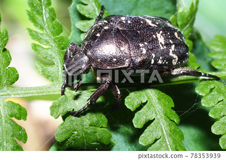 Shirahoshi Hanamuri Shirahoshi Hanamuri 78353939