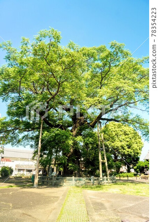 Kotohira Town, Kagawa Prefecture The largest 300-year-old Sendan tree in Japan Kotohira Town, Kagawa Prefecture The largest 300-year-old Sendan tree in Japan 78354223