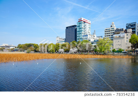 Shinobazu Pond and Hasuike Willow in Ueno in full bloom 78354238