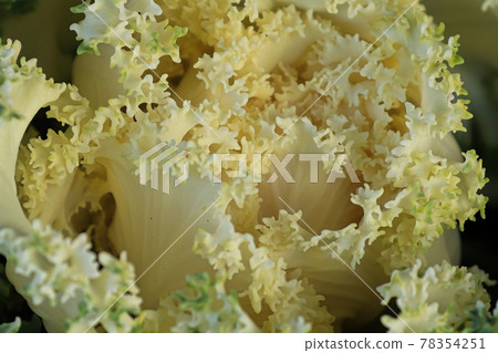 Macro of the center of ornamental bicolor kale Macro of the center of ornamental bicolor kale 78354251