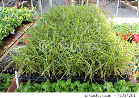 Annual grasses growing in seedling starter trays Annual grasses growing in seedling starter trays 78354261