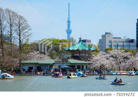 Shinobazu Pond @ Sky Tree in Ueno in full bloom 78354272