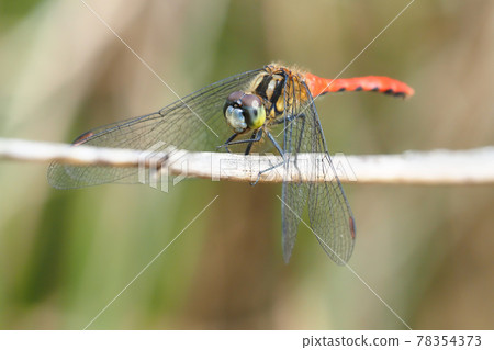 Himekane (male) Himekane (male) 78354373