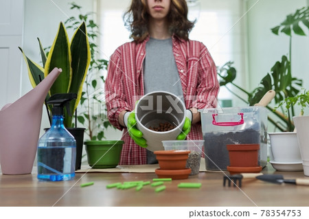 Houseplants, green eco urban trends. Close-up care of indoor plants 78354753