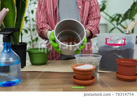 Houseplants, green eco urban trends. Close-up care of indoor plants Houseplants, green eco urban trends. Close-up care of indoor plants 78354754