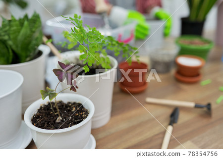 Houseplants, green eco urban trends. Close-up care of indoor plants Houseplants, green eco urban trends. Close-up care of indoor plants 78354756