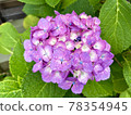 Hydrangea on a rainy day 78354945
