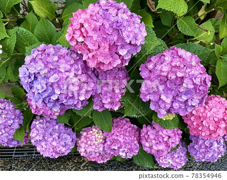 雨天的繡球花 雨天的繡球花 78354946