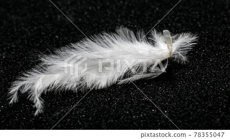 Small white feather on a black background 78355047