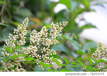 南天花芽和花 照片素材 圖片 圖庫