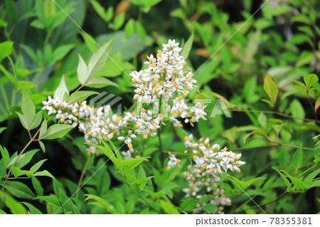 南天花芽和花 照片素材 圖片 圖庫