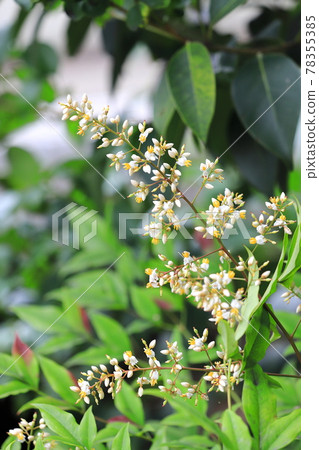 南天花芽和花 照片素材 圖片 圖庫 南天花芽和花 照片素材 圖片 圖庫