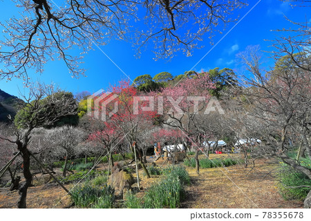 【靜岡縣】梅花盛開的熱海梅園 78355678