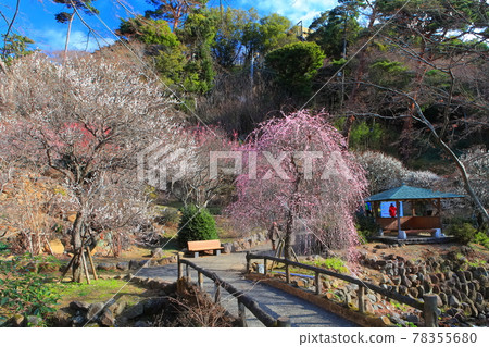 【靜岡縣】梅花盛開的熱海梅園 【靜岡縣】梅花盛開的熱海梅園 78355680
