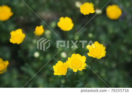 黃菊花 黃菊花 78355716