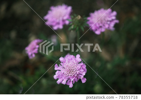 石竹紫丁香花 石竹紫丁香花 78355718