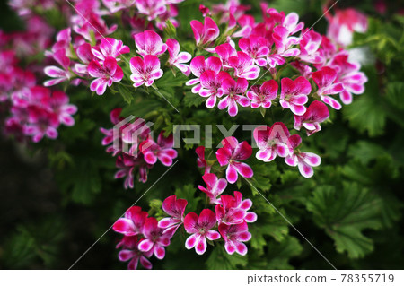 Belargonium Grand Passo 紅白花 Belargonium Grand Passo 紅白花 78355719