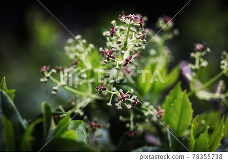 Aoki: Dark red-purple florets 78355738