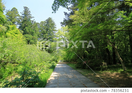 Momiji Blue Momiji Blue 78356231