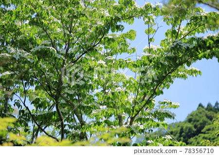 Pokeweed flower Pokeweed flower 78356710