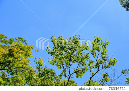 Wakaba of Nankinhase 78356711