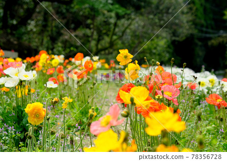 Image of cute poppy flower field Image of cute poppy flower field 78356728