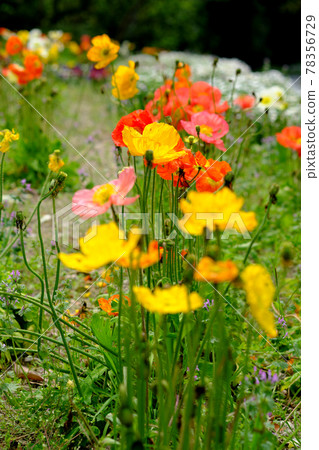 Image of poppy flower field "vertical composition" Image of poppy flower field "vertical composition" 78356729