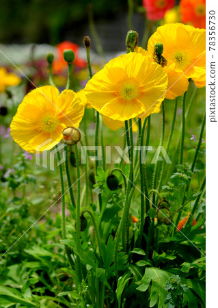 Cute poppy yellow flowers Cute poppy yellow flowers 78356730