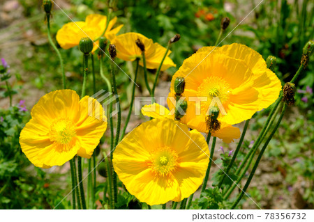 Cute yellow poppy flowers Cute yellow poppy flowers 78356732