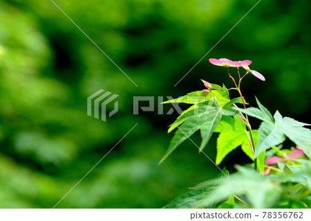 Fresh green maple flower 78356762