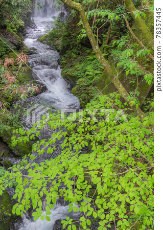 Fresh green Fresh green 78357445