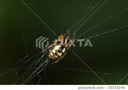 Creature spider Nusaoni spider, about 5 mm in size. A name that resembles a pattern as a coin (Nusa) 78358140