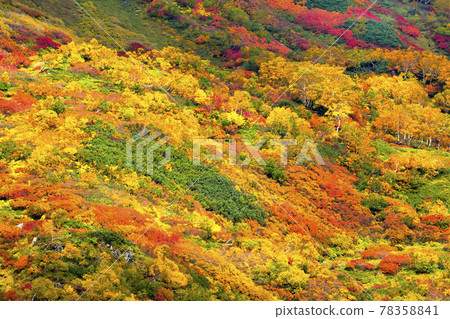 Taisetsu Kogen swamp autumn leaves 78358841