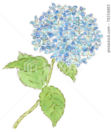 Flowers blooming in the rainy season: watercolor illustration of hydrangea Flowers blooming in the rainy season: watercolor illustration of hydrangea 78358865
