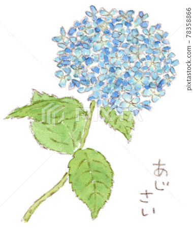 雨季花開:繡球花水彩插畫 雨季花開:繡球花水彩插畫 78358866