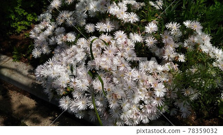 White flowers of the trailing ice plant with a unique luster on the petals 78359032