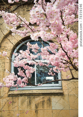 Early blooming "Spring Meki" cherry blossoms at the former Narutoku Junior High School Early blooming "Spring Meki" cherry blossoms at the former Narutoku Junior High School 78359146