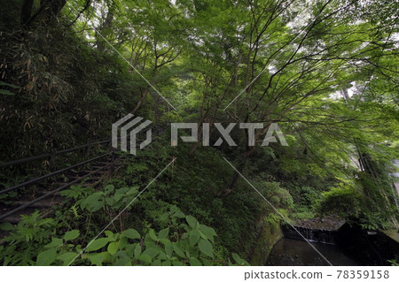 新綠山徑與山溪橫位 嫩葉綠美 新綠山徑與山溪橫位 嫩葉綠美 78359158