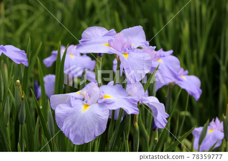北山公園優雅而淺色的鳶尾花 (1) 北山公園優雅而淺色的鳶尾花 (1) 78359777