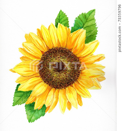 夏季向日葵水彩 78359796