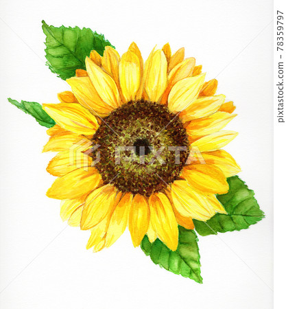 Summer sunflower watercolor Summer sunflower watercolor 78359797