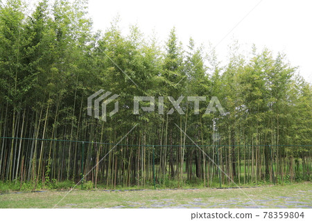 大田市竹雕塑園。 78359804