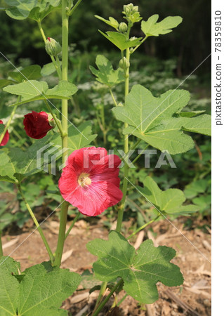 大田市竹雕塑園。 78359810