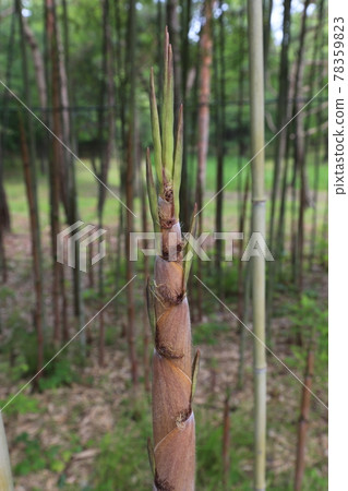 大田市竹雕塑園。 78359823