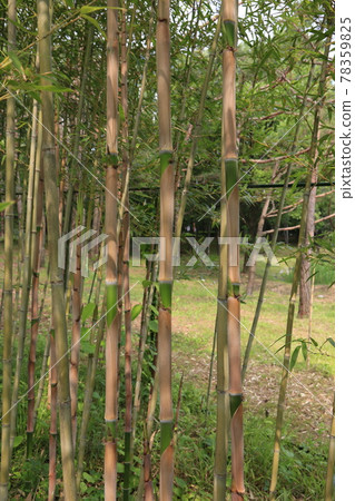 大田市竹雕塑園。 78359825