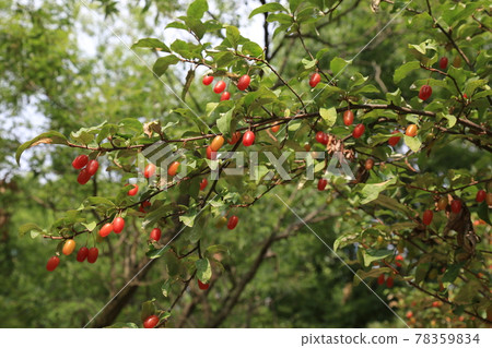 大田市竹雕塑園。 78359834