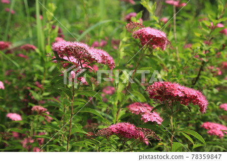 大田市竹雕塑園。 78359847