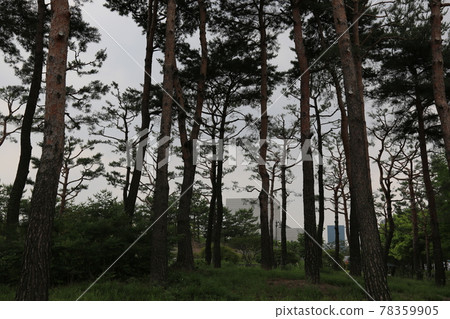 大田市竹雕塑園。 78359905