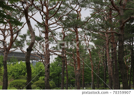 大田市竹雕塑園。 78359907